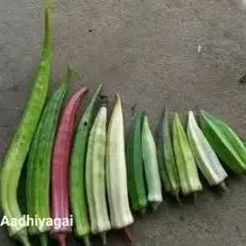 பலவகை வெண்டை| Mixed Okra (mixed-okra)