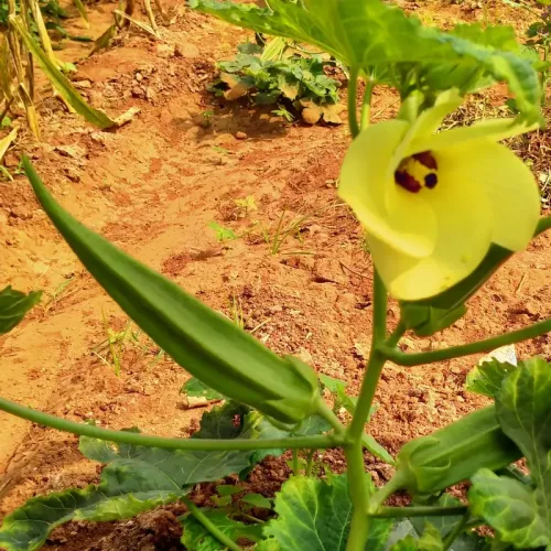 மர வெண்டைTree okra (tree-okra)