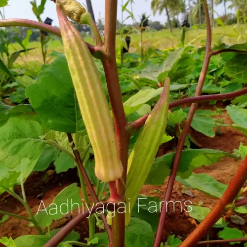 மலை வெண்டை Hill Okra (hill-okra)