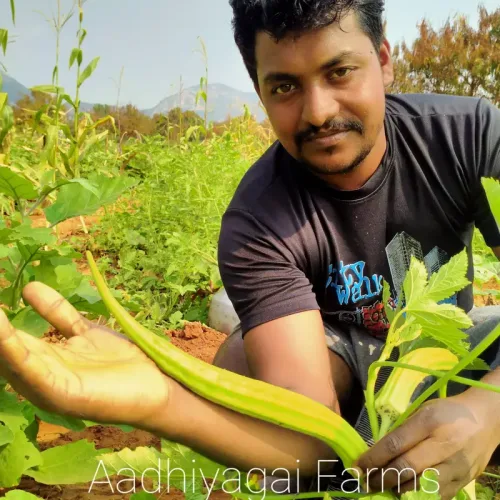 யானைத்தந்த வெண்டை Elephant Tusk Okra (elephant-tusk-okra)